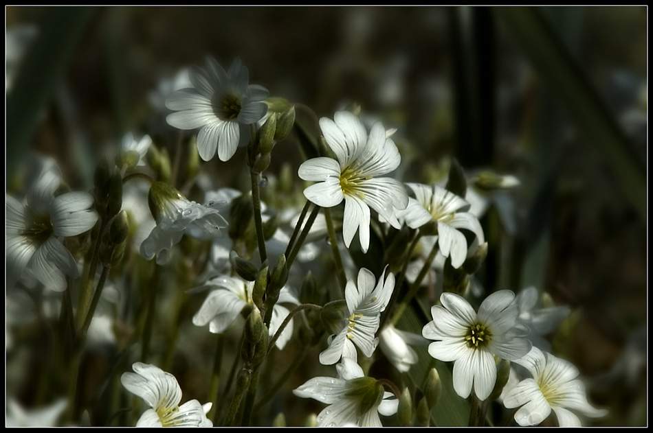 Blumenwiese