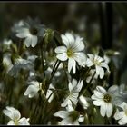 Blumenwiese