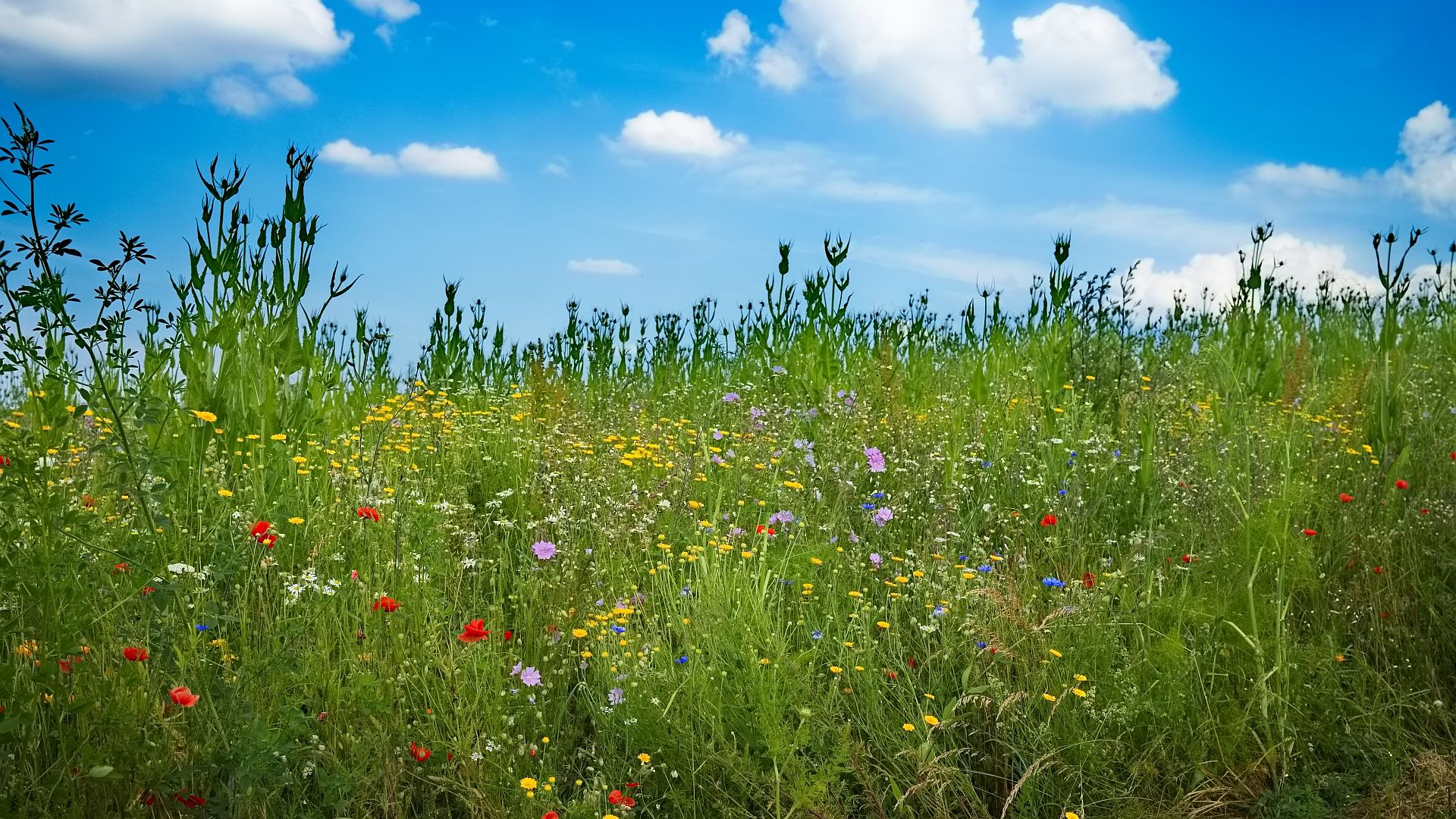 Blumenwiese