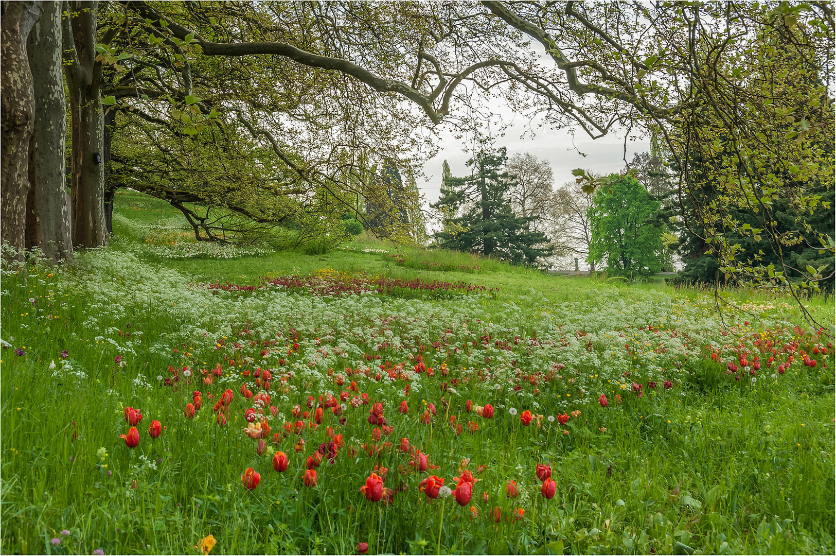 Blumenwiese