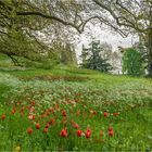 Blumenwiese