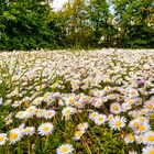 Blumenwiese 