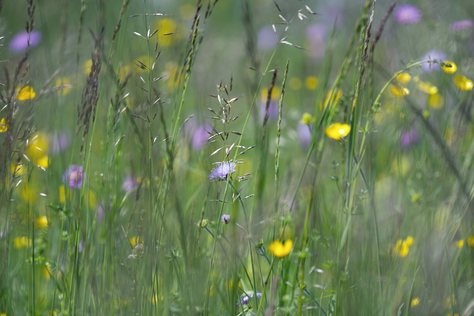 Blumenwiese