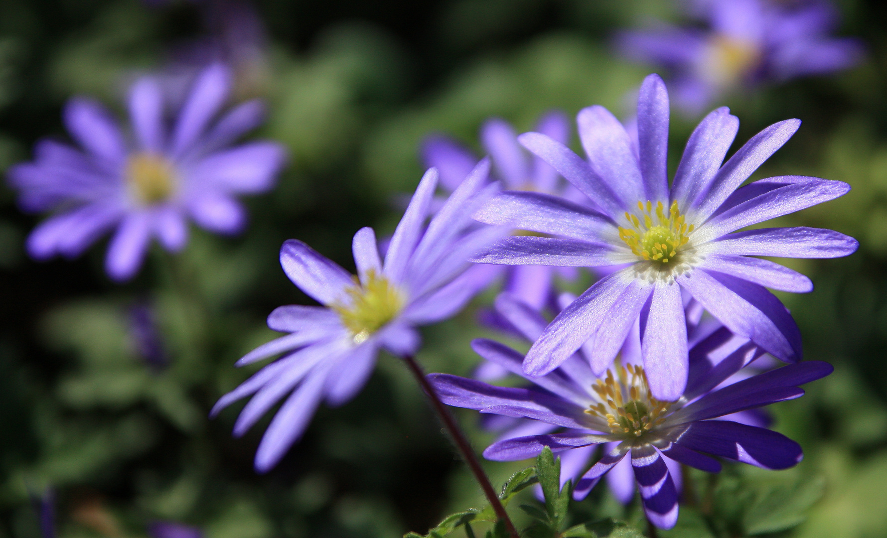 Blumenwiese