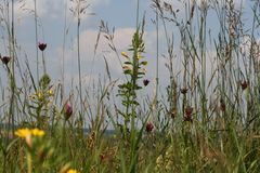 Blumenwiese