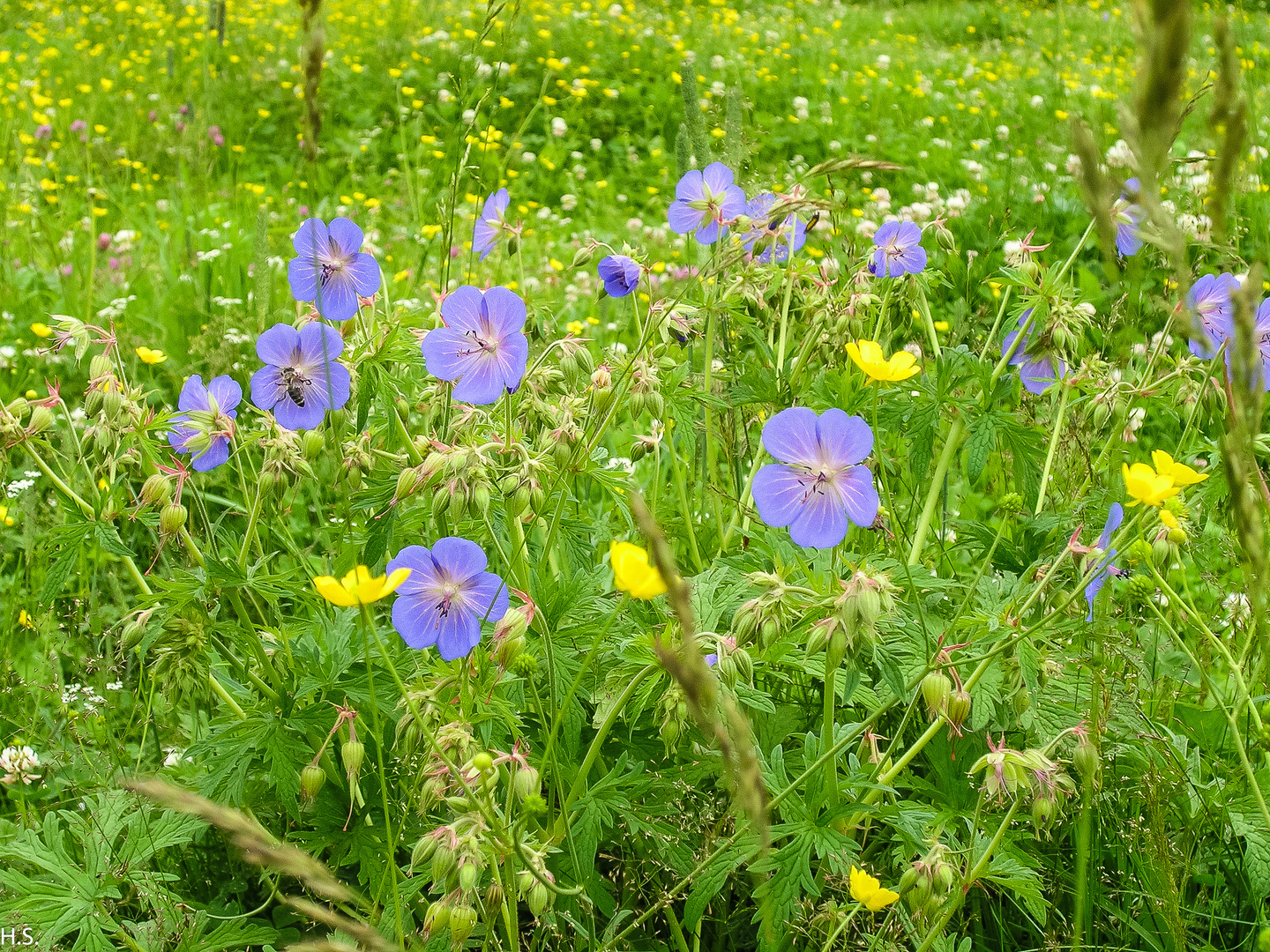 Blumenwiese