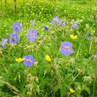 Blumenwiese