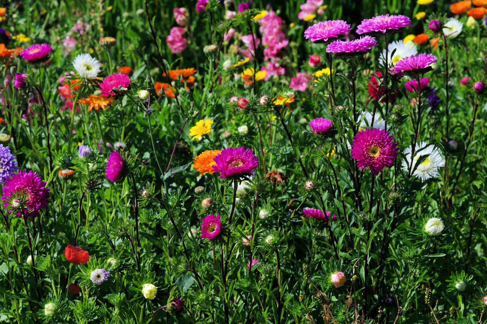 Blumenwiese