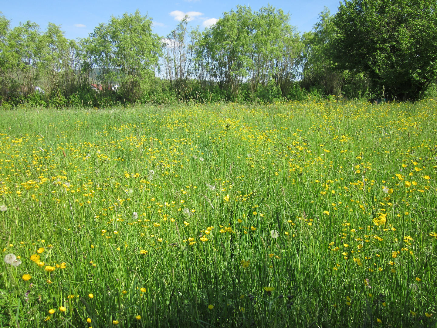 Blumenwiese