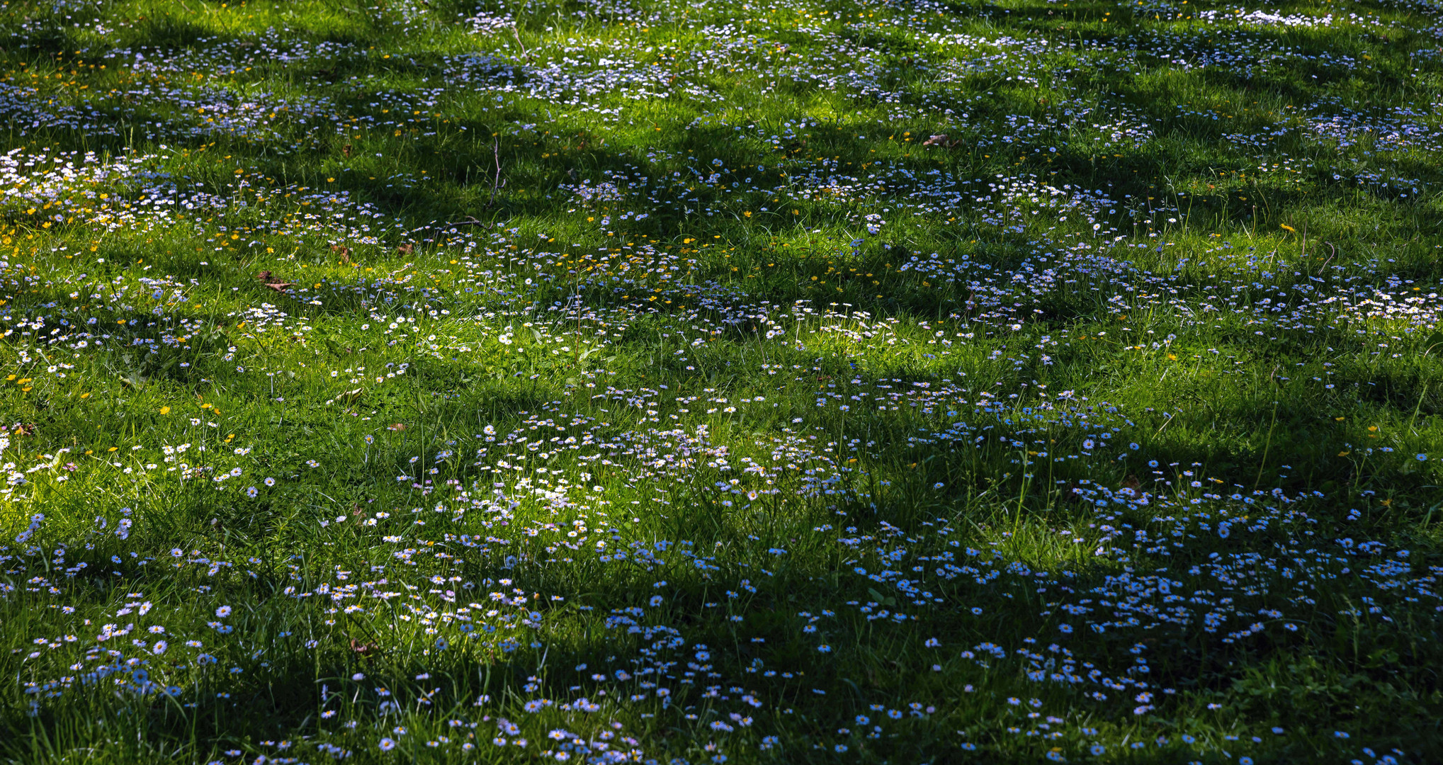 Blumenwiese