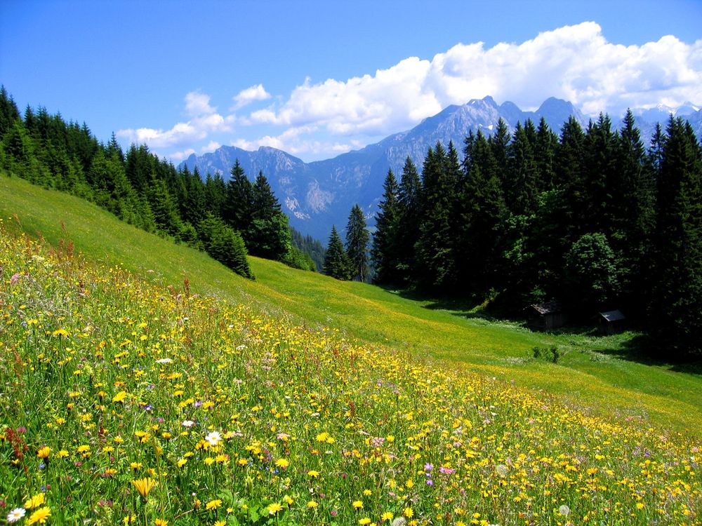 blumenwiese Foto & Bild | landschaft, berge, varia Bilder auf fotocommunity