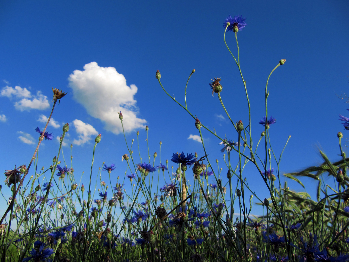 Blumenwiese