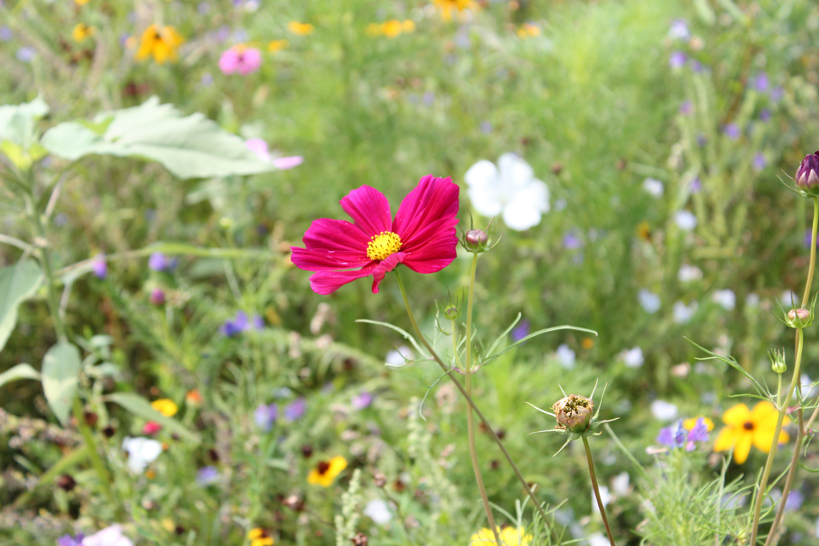 Blumenwiese