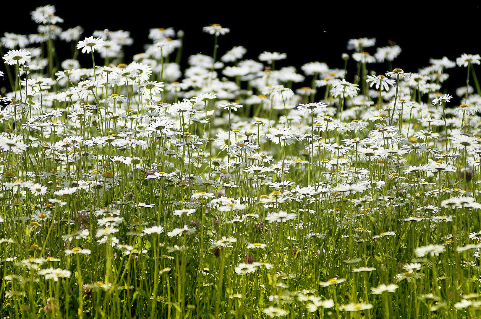 Blumenwiese