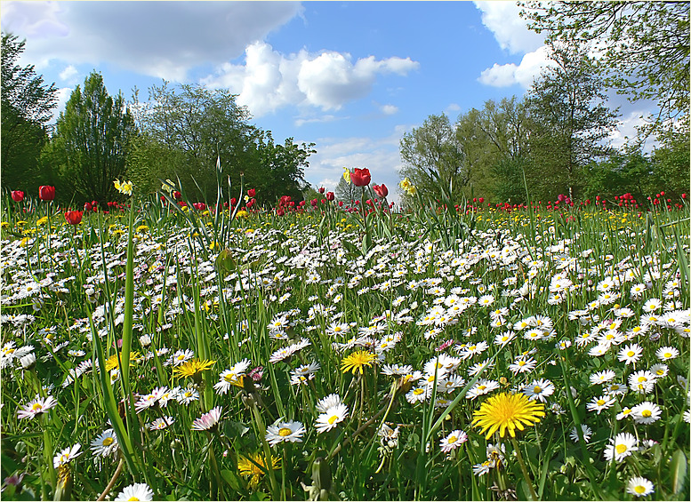 Blumenwiese