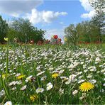 Blumenwiese