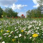 Blumenwiese