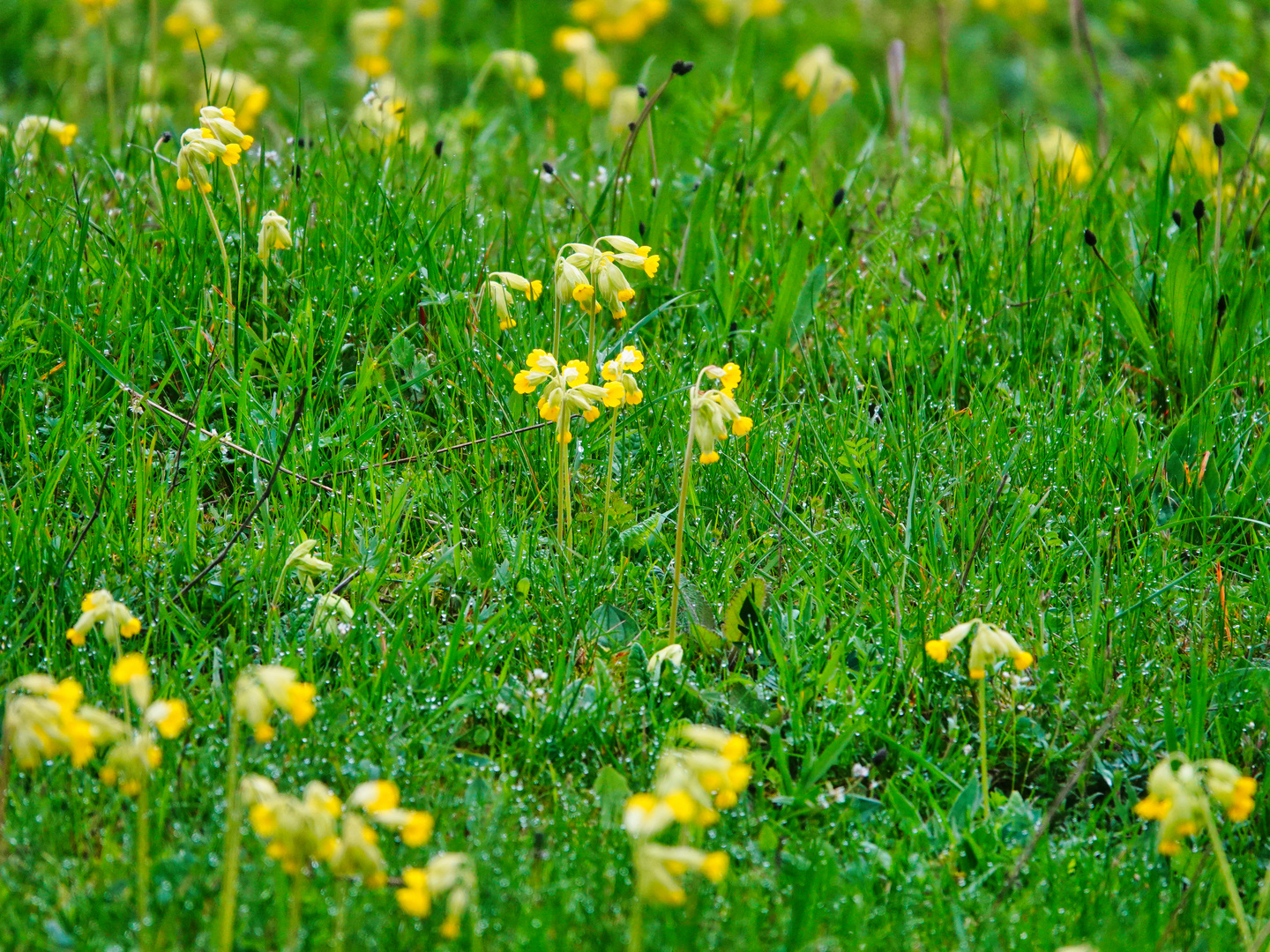 Blumenwiese 