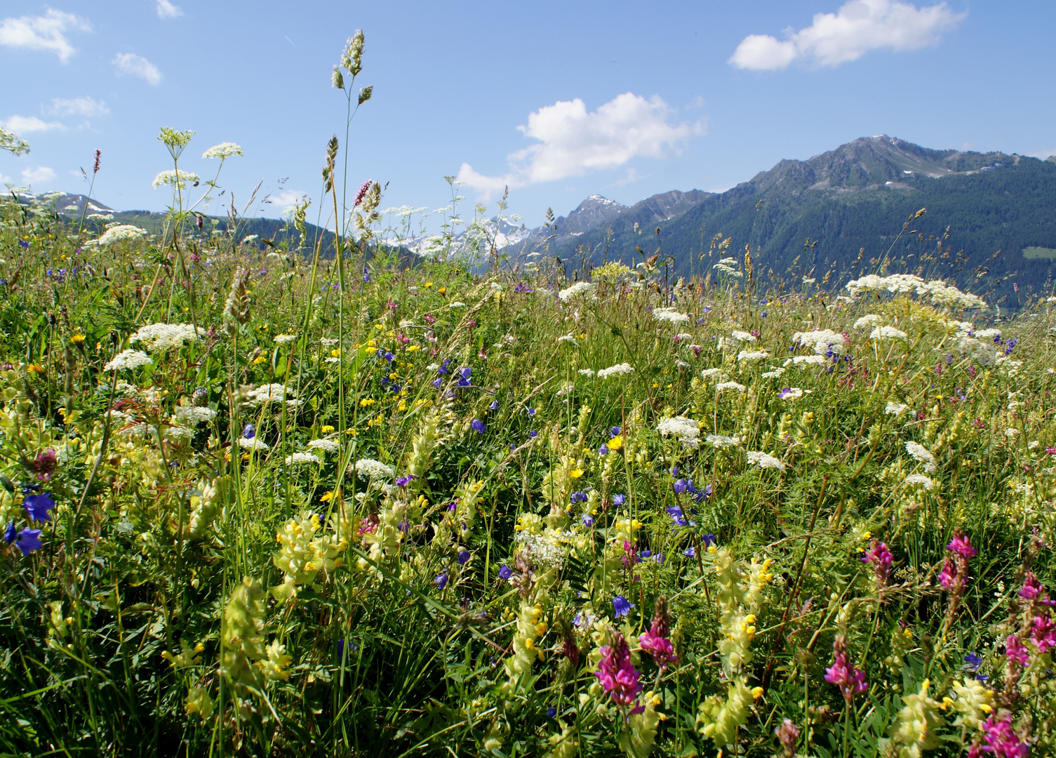 Blumenwiese