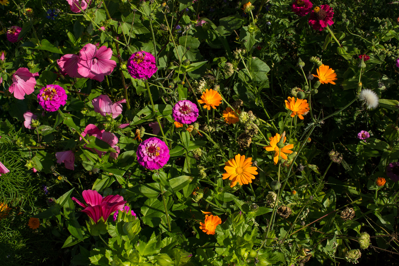 Blumenwiese - Flower meadow