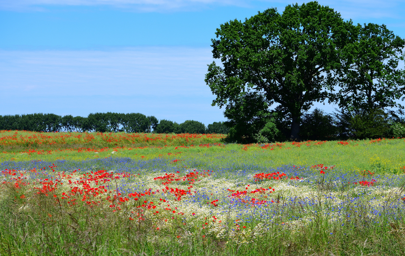 Blumenwiese, Flower meadow, Prado de flores