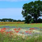 Blumenwiese, Flower meadow, Prado de flores