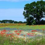 Blumenwiese, Flower meadow, Prado de flores