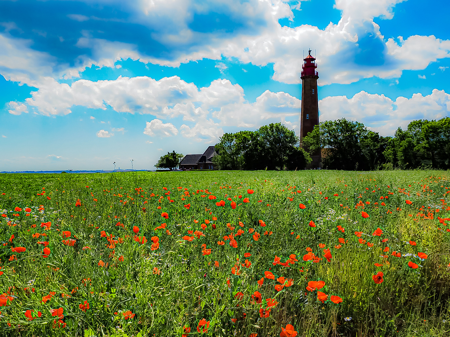 Blumenwiese für ALLE