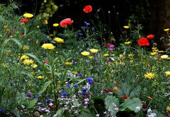 Blumenwiese für Mainplaisir