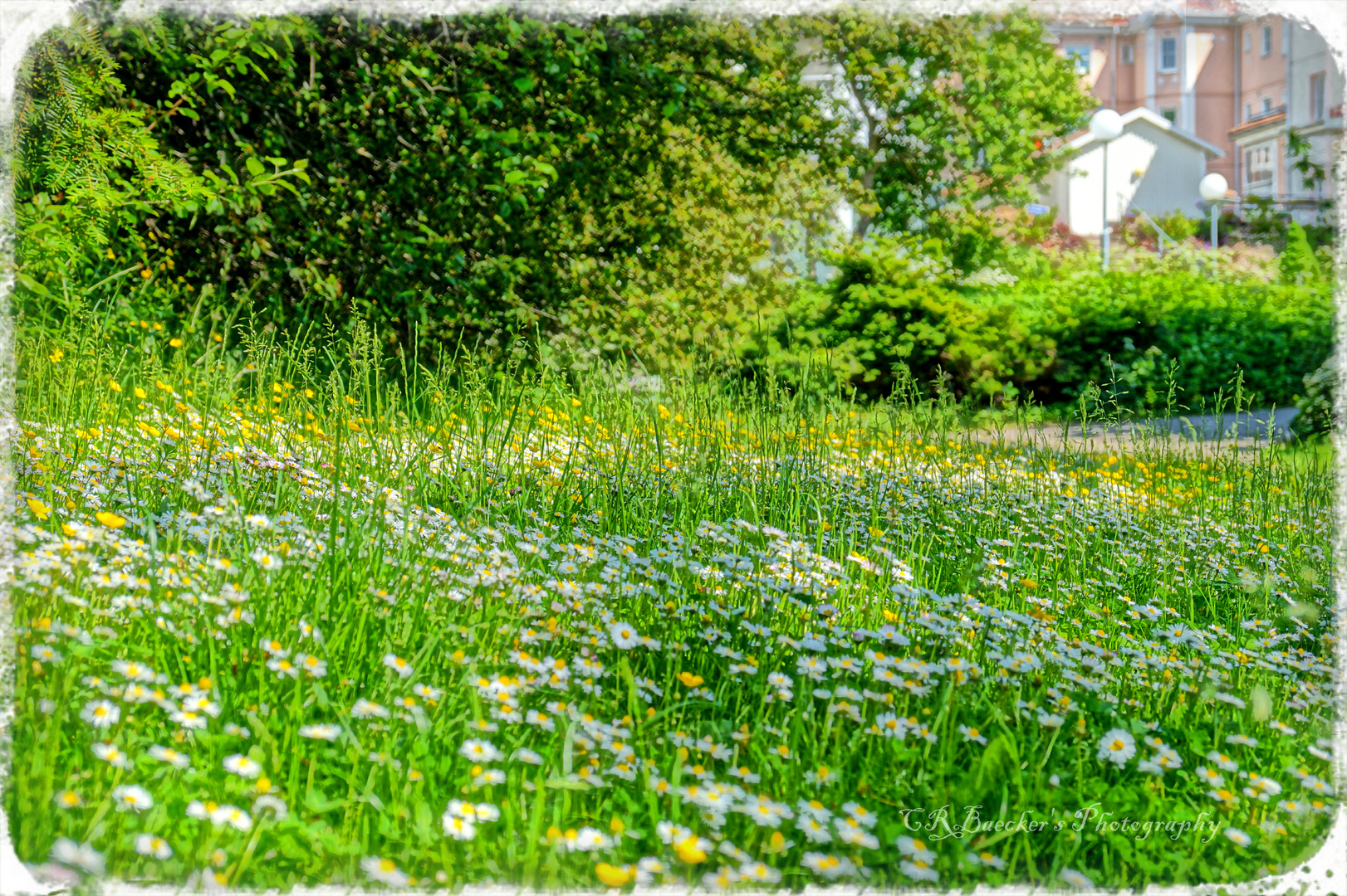 Blumenwiese HDR