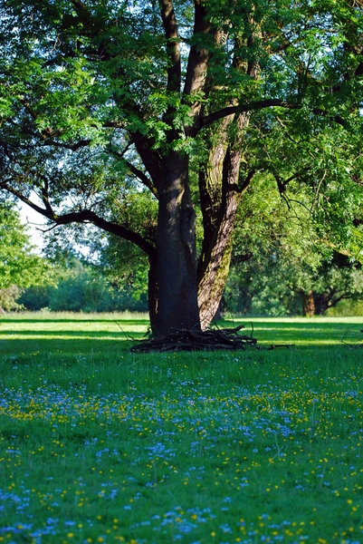 Blumenwiese - Hinübersche Gärten