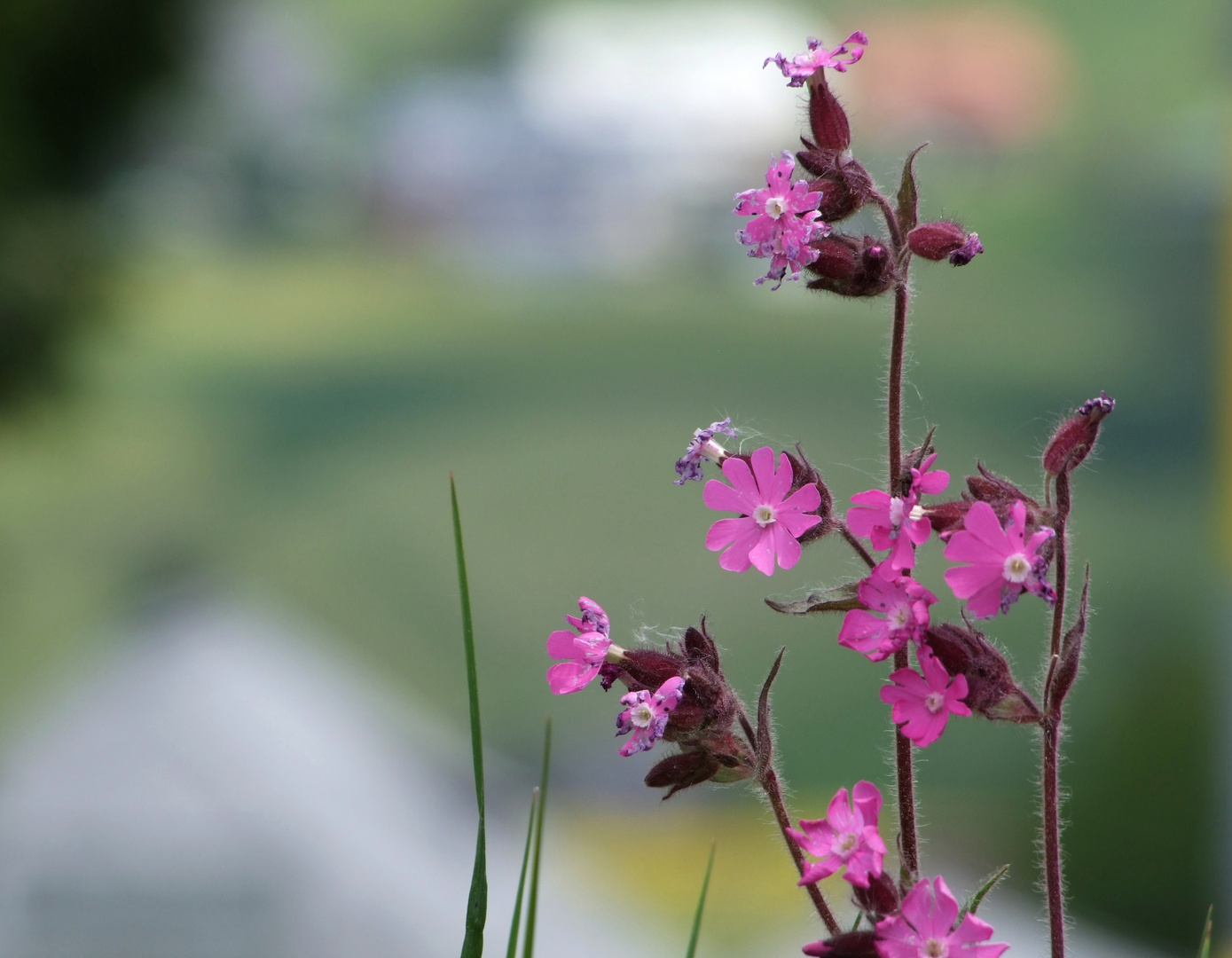 Blumenwiese I