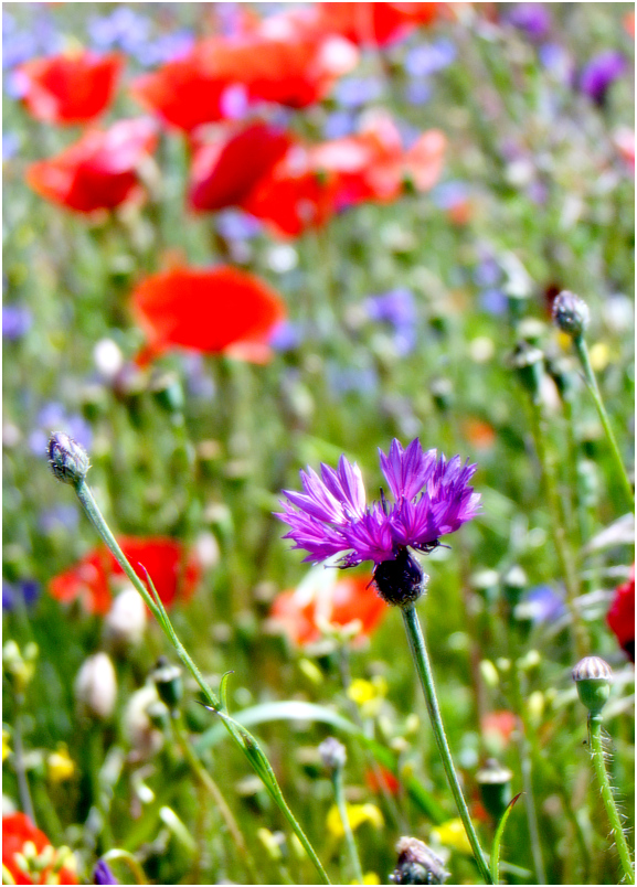 Blumenwiese II