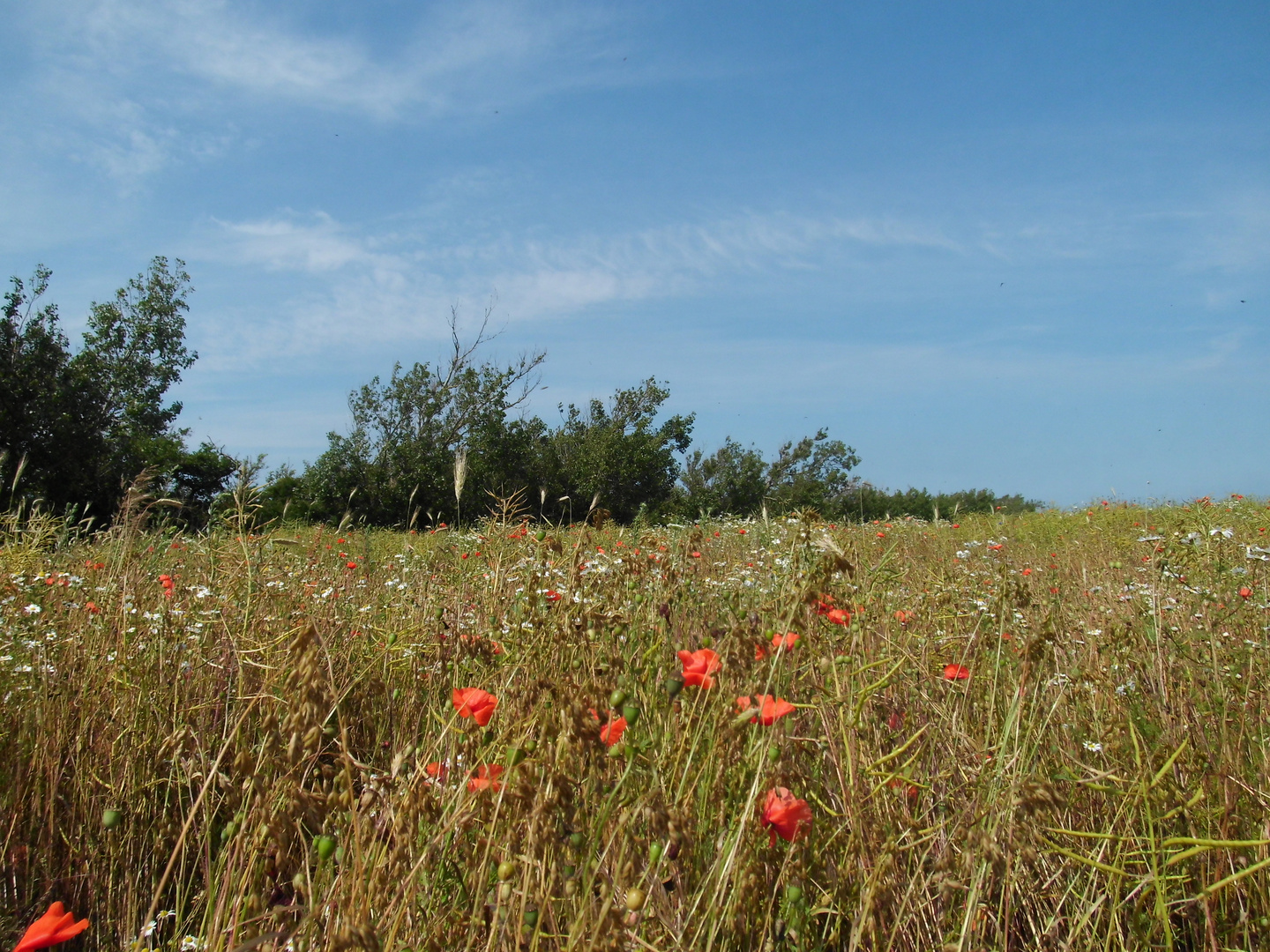 Blumenwiese II