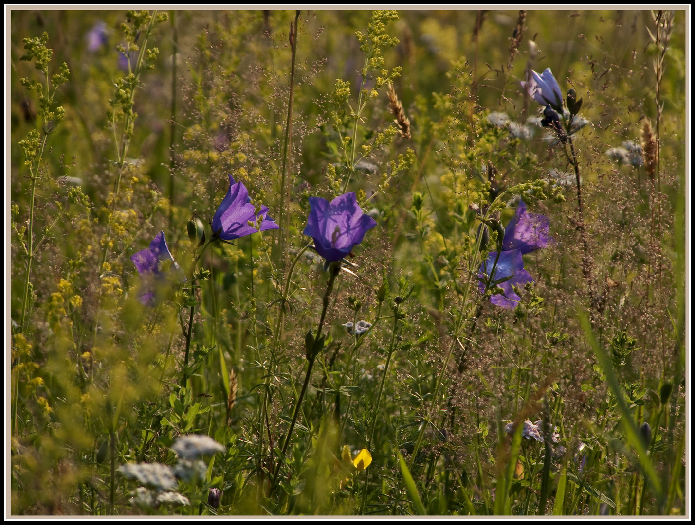 Blumenwiese II