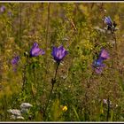 Blumenwiese II