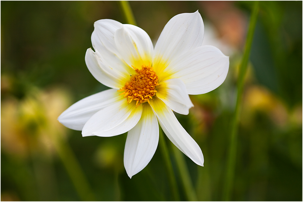 Blumenwiese II