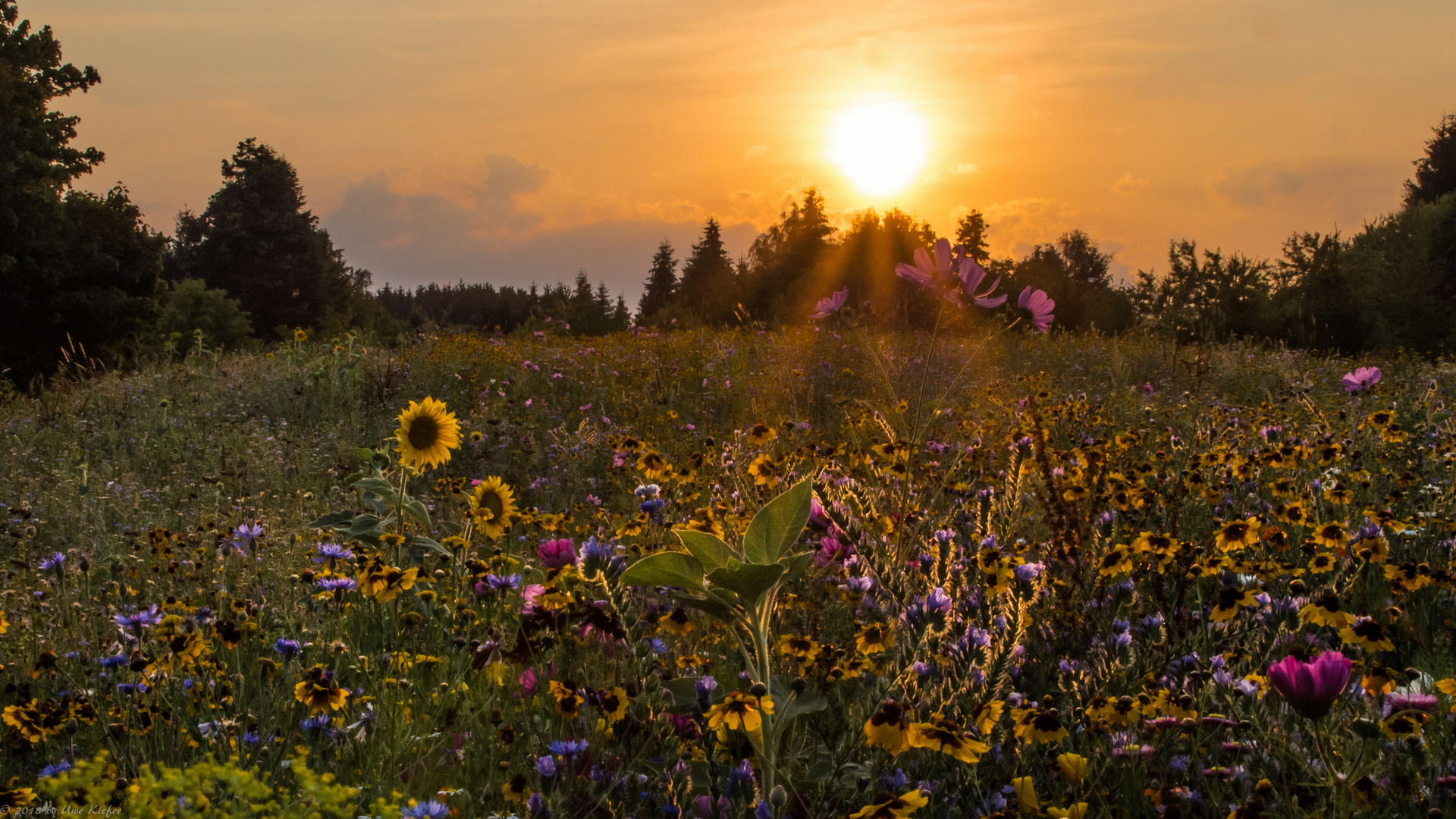 Blumenwiese im Abendlicht