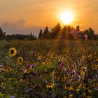 Blumenwiese im Abendlicht