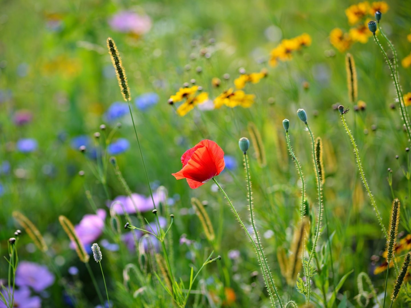 Blumenwiese im Abendlicht