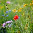 Blumenwiese im Abendlicht