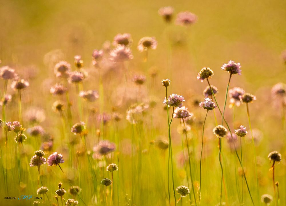 Blumenwiese im Abendlicht