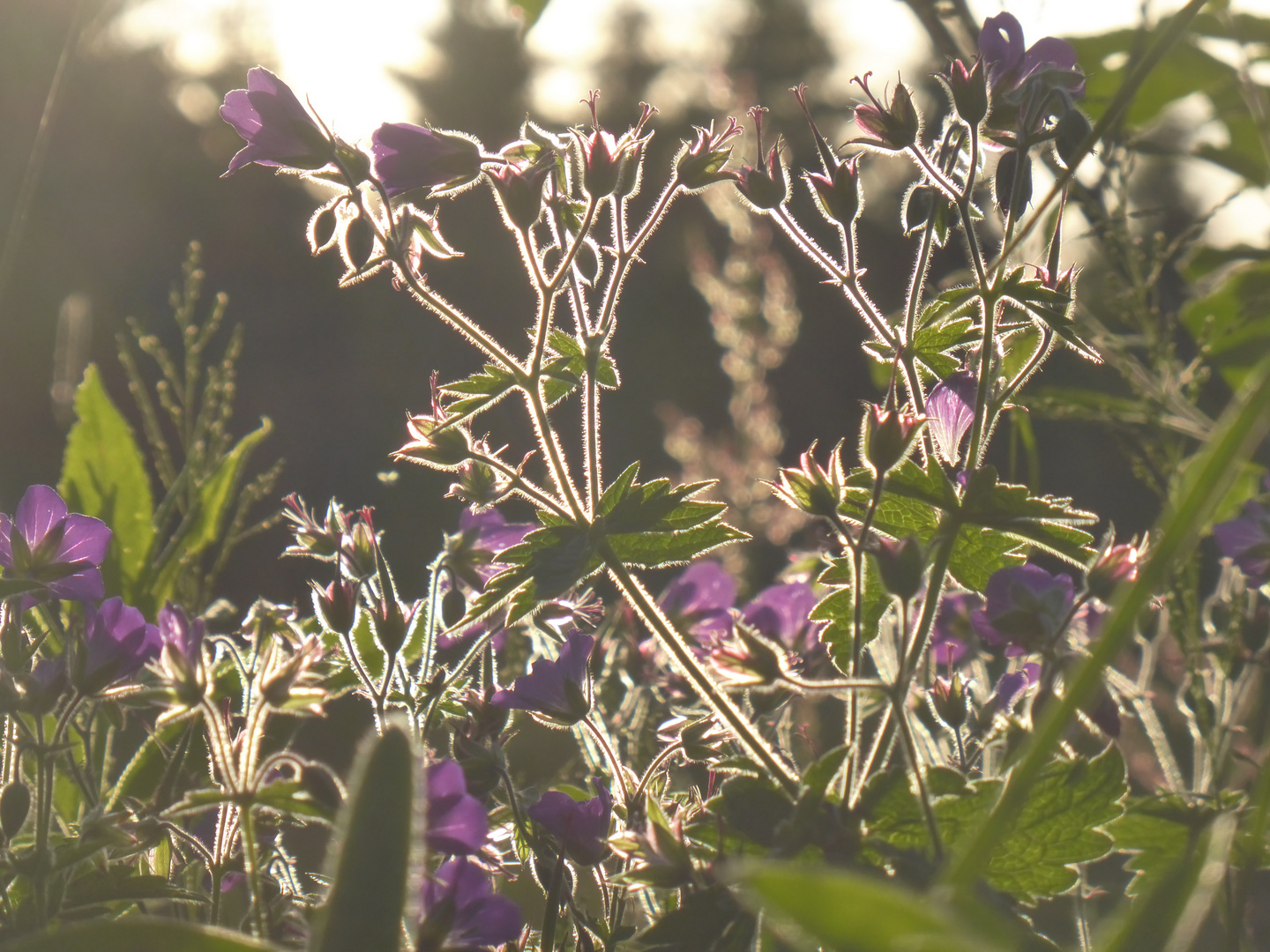 Blumenwiese im Abendlicht