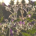 Blumenwiese im Abendlicht