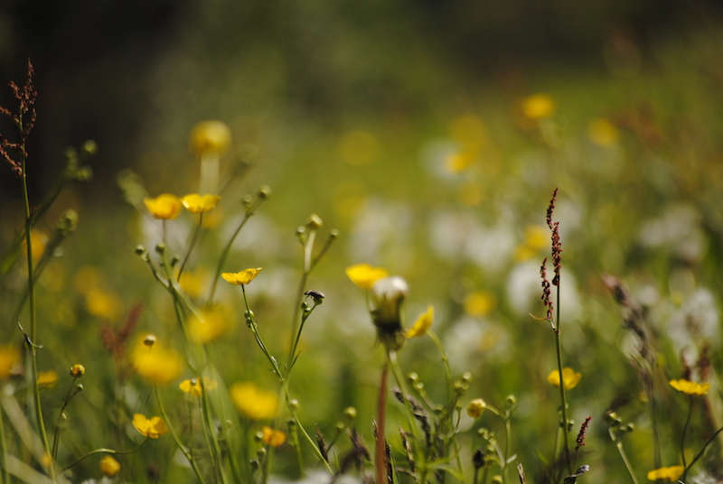 Blumenwiese im Abendlicht