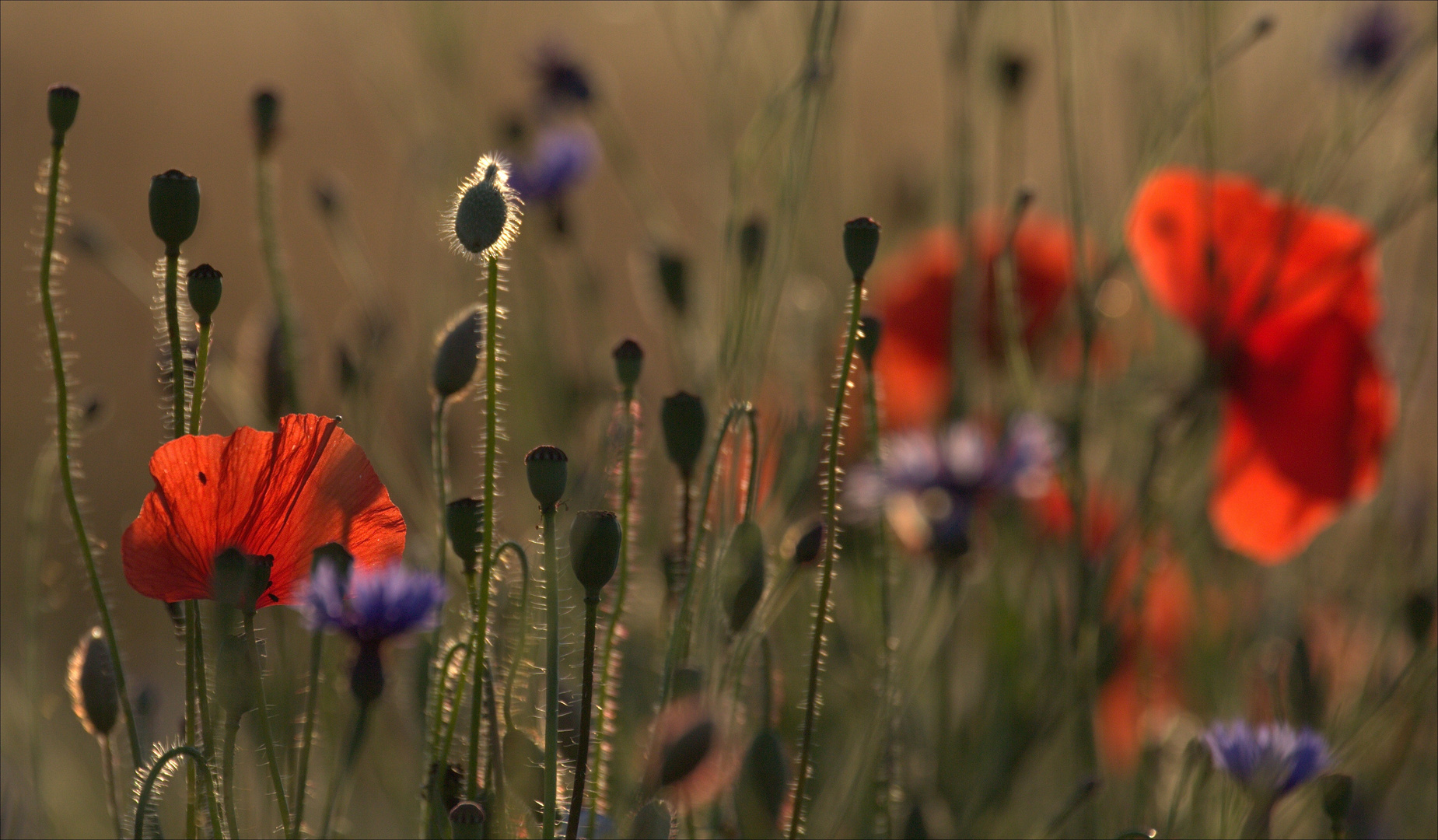 Blumenwiese im Abendlicht