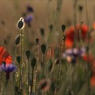 Blumenwiese im Abendlicht