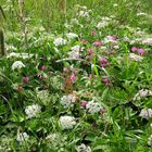 Blumenwiese im Allgäu