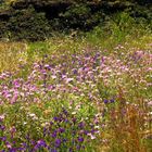 Blumenwiese im Benchijiguatal - für meine Blumenkaiserin