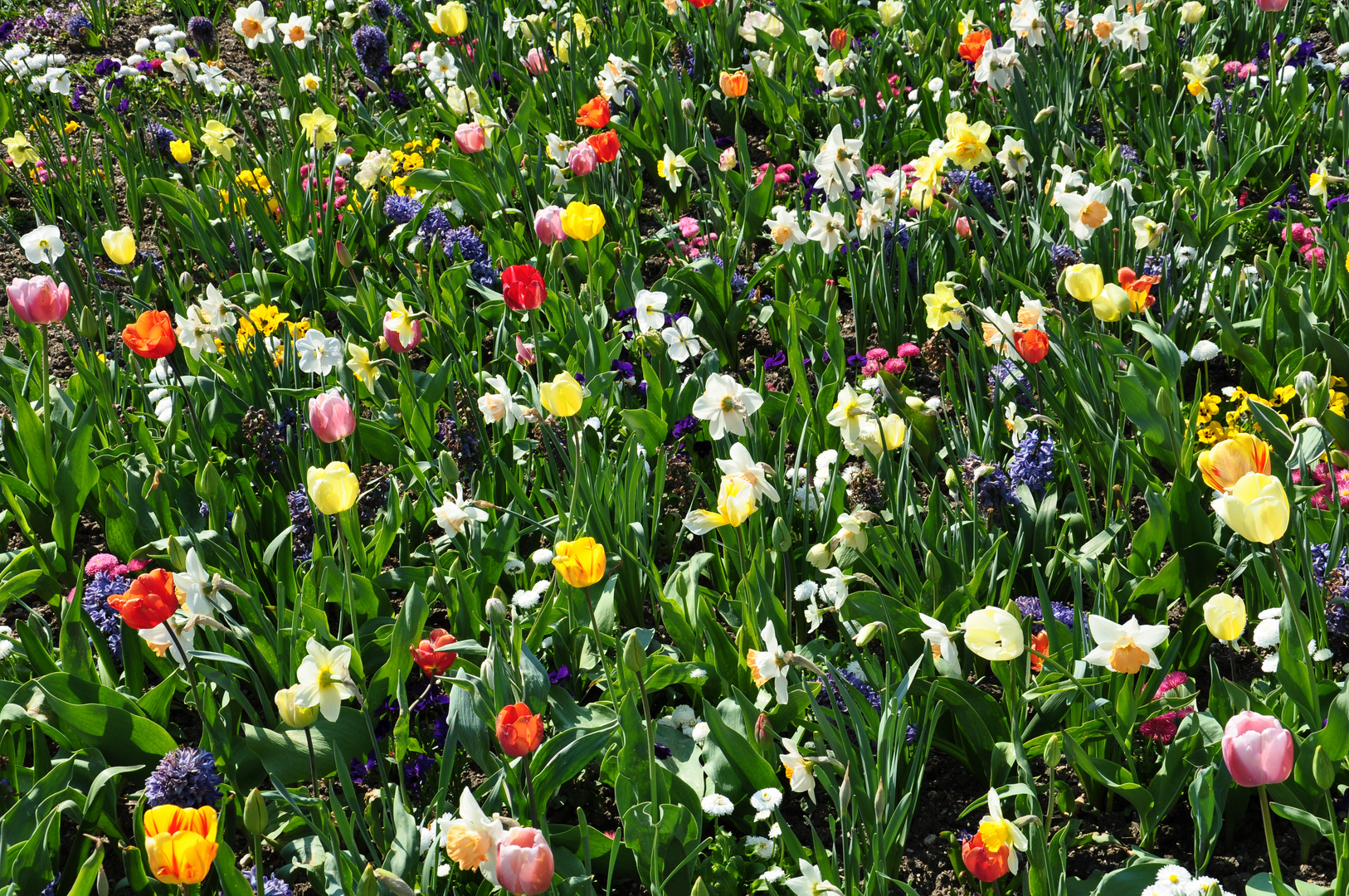 Blumenwiese im Botanischen Garten